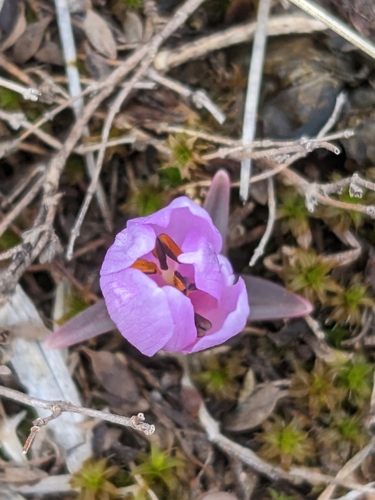 Colchicum trigynum