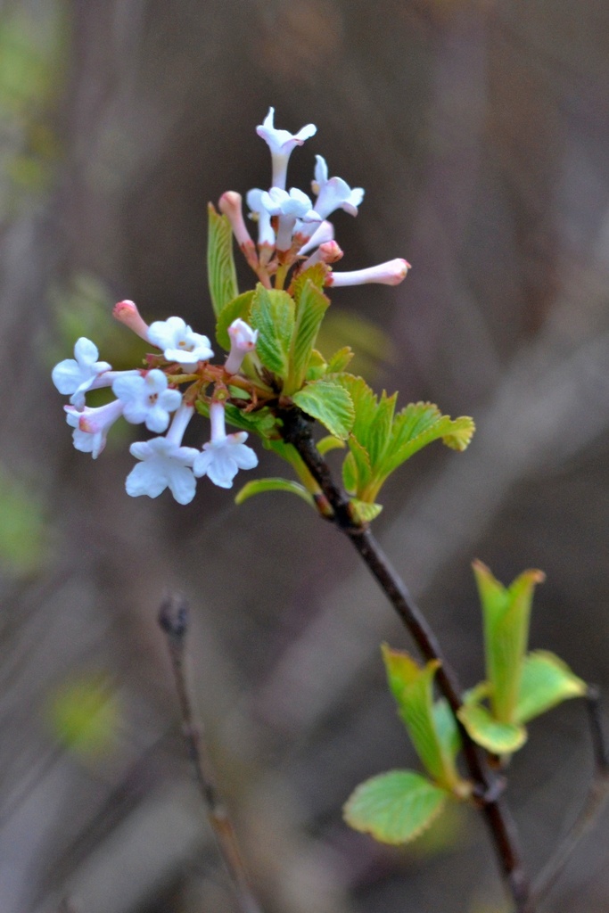 fragrant viburnum from 293 01 Mladá Boleslav, Česko on March 23, 2023 ...