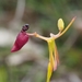 Hammer Orchids - Photo (c) QuestaGame, some rights reserved (CC BY-NC-ND), uploaded by QuestaGame