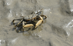 Macrophthalmus banzai