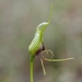 Pterostylis barbata - Photo (c) QuestaGame, osa oikeuksista pidätetään (CC BY-NC-ND), uploaded by QuestaGame