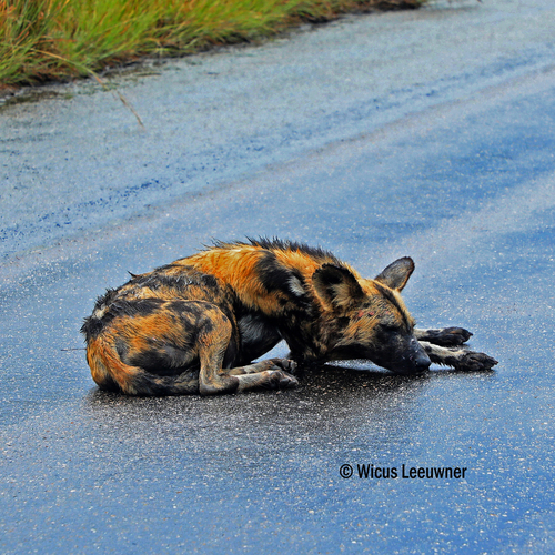 African wild dog