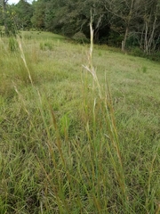 Andropogon virginicus virginicus