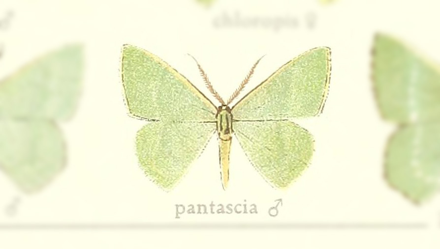 Orothalassodes pantascia