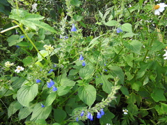 Salvia leptostachys