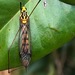 Australian Tiger Crane Fly - Photo (c) QuestaGame, some rights reserved (CC BY-NC-ND), uploaded by QuestaGame
