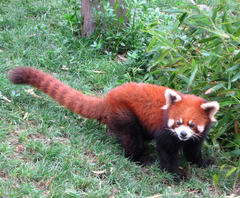 Ailurus fulgens