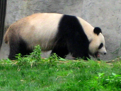 Ailuropoda melanoleuca