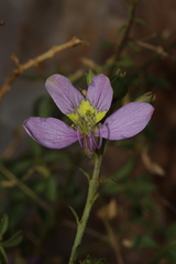 Cleome oxyphylla