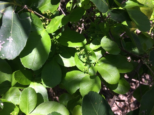 Image of Searsia natalensis by (c) Andrew Gillespie, some rights reserved (CC BY-SA)