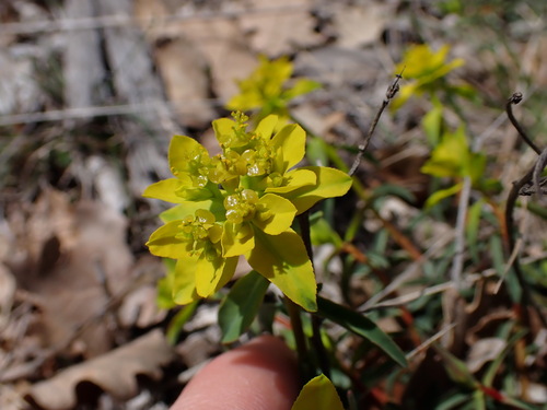Image of Euphorbia flavicoma by (c) Louis Aureglia, some rights reserved (CC BY)