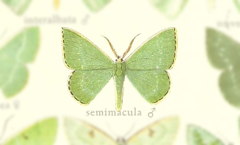 Orothalassodes absimilis