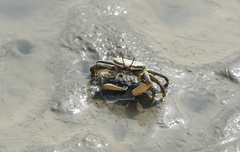 Macrophthalmus banzai