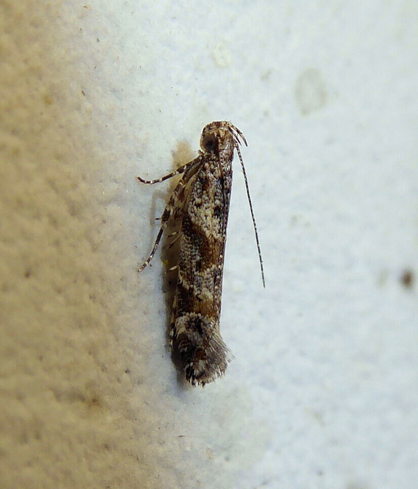 Aristotelia comis