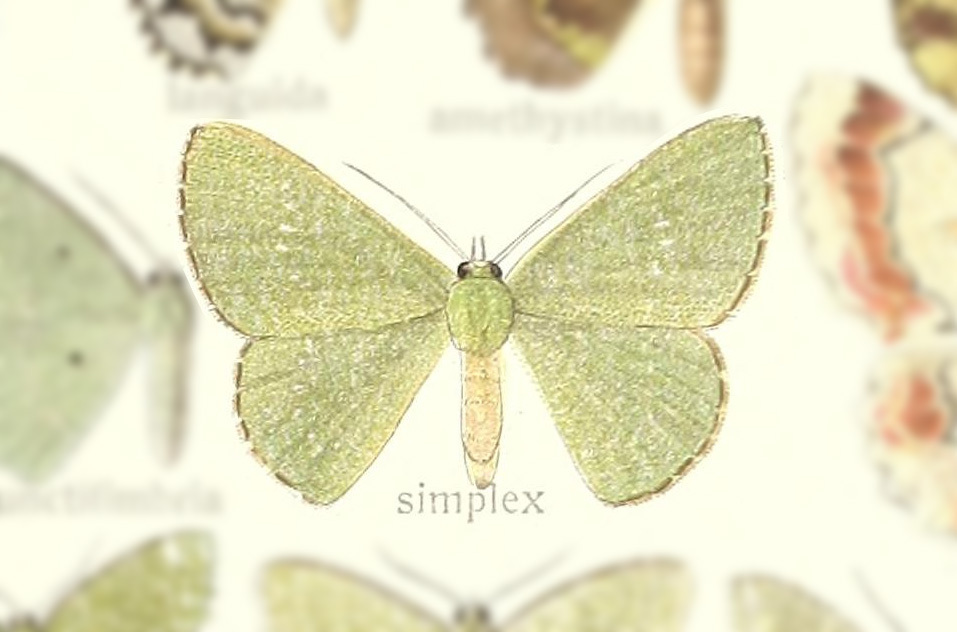 Orothalassodes simplex