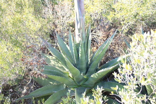 Agave gentryi (Agave gentryi)