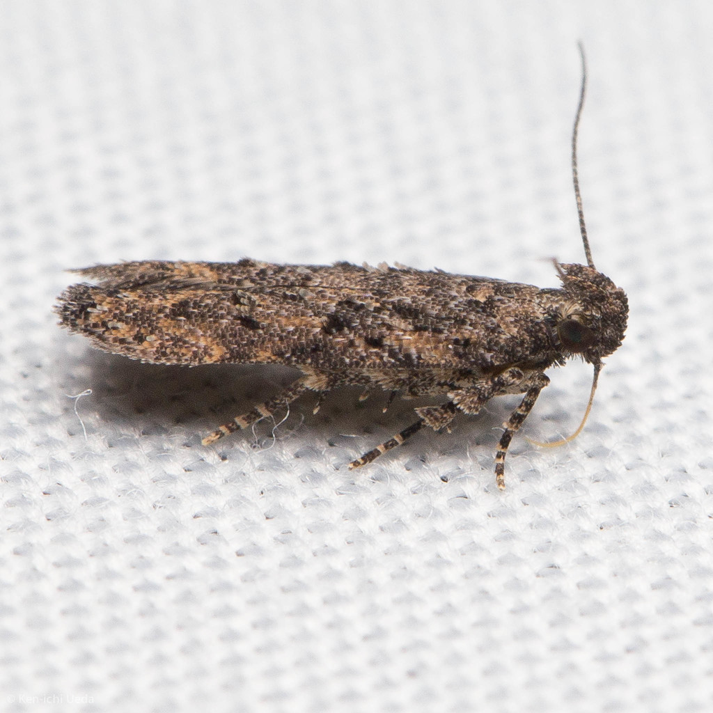 Hypatima zesticopa