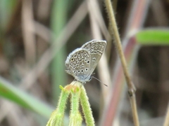 Hemiargus