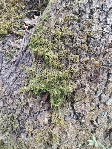 uchatka širokolistá (Porella platyphylla)