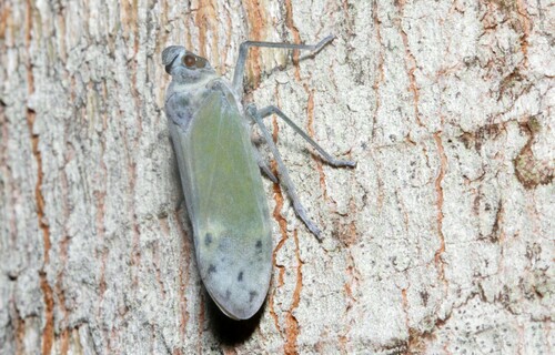 Enchophora pallidipunctata