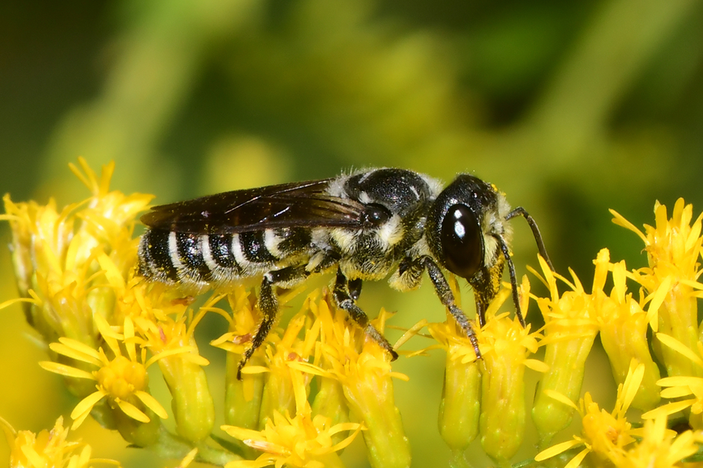 Megachile georgica