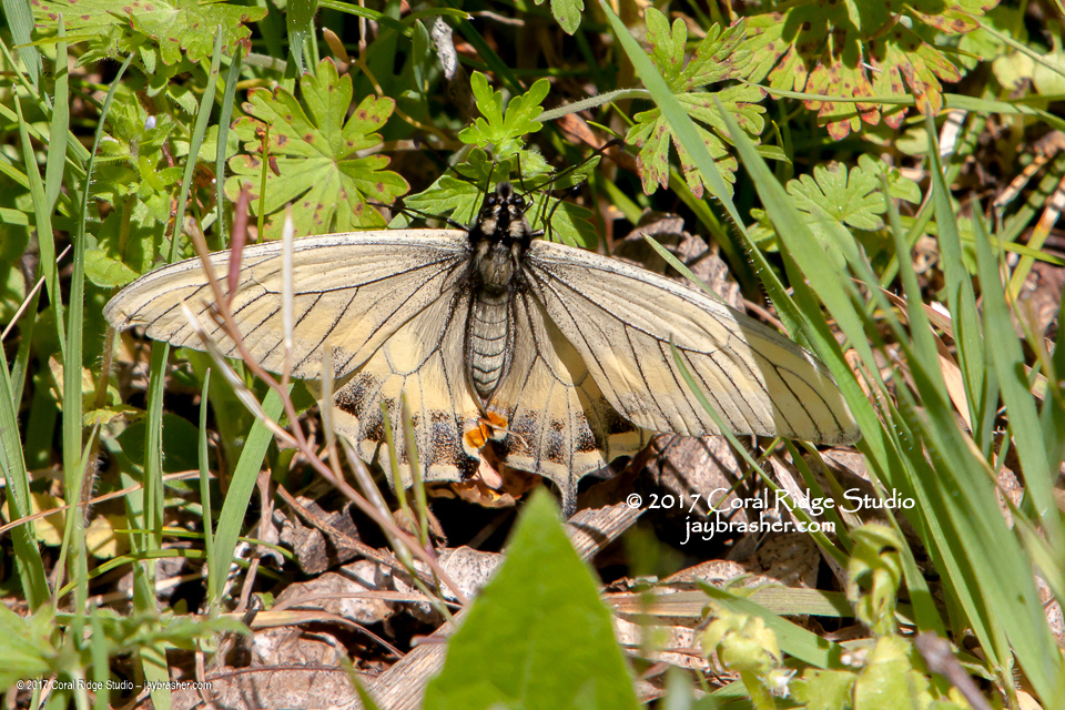 Black swallowtail (Papilio polyxenes)