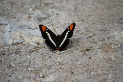 Adelpha bredowii