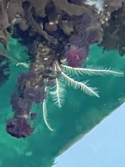 Florometra serratissima image