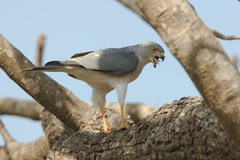 Shikra photo 2