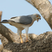 Shikra - Photo (c) Jan Willem Steffelaar, some rights reserved (CC BY)