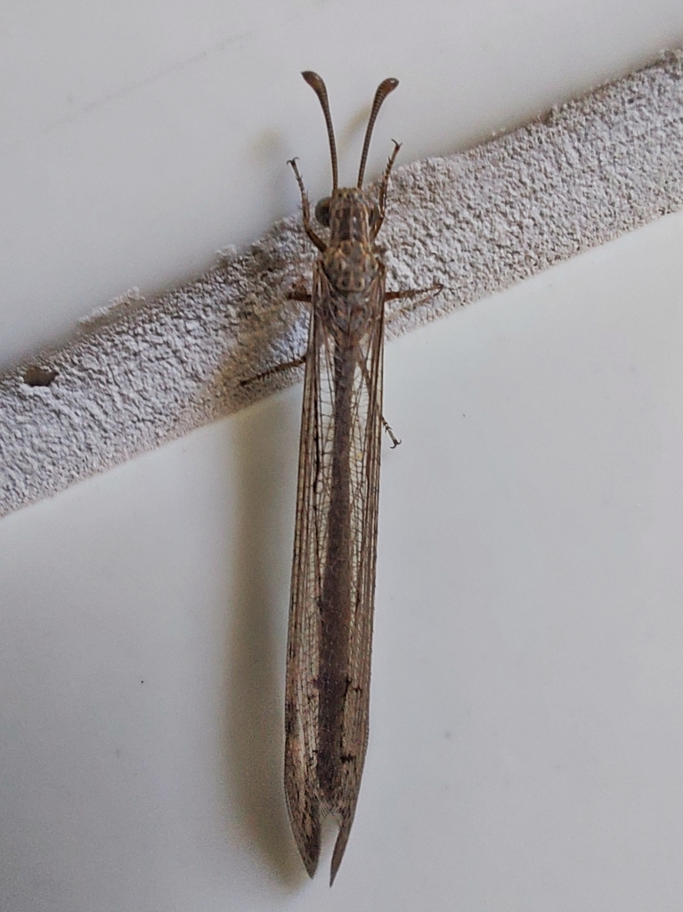 Ameromyia tendinosa