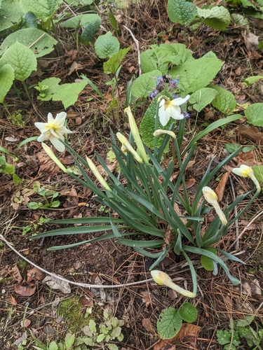 Narcisi (Narcissus)