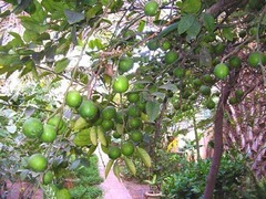 Citrus × aurantiifolia