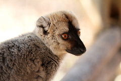 Eulemur rufifrons