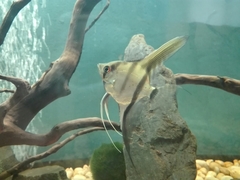 Pterophyllum scalare