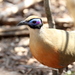 Giant Coua - Photo (c) Phil Boyle, some rights reserved (CC BY-NC), uploaded by Phil Boyle