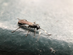 Hymenoptera