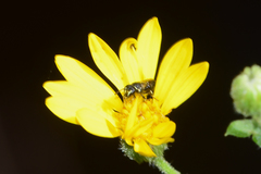 Hylaeus floridanus