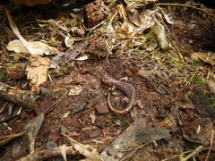 Hynobius sonani