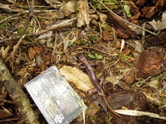 Hynobius sonani