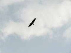 Coragyps atratus image