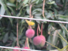 Mangifera indica image
