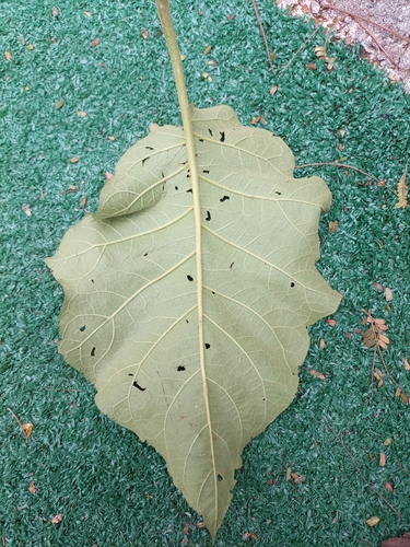 Foto de Tomatinho-do-mato