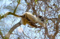 Propithecus verreauxi