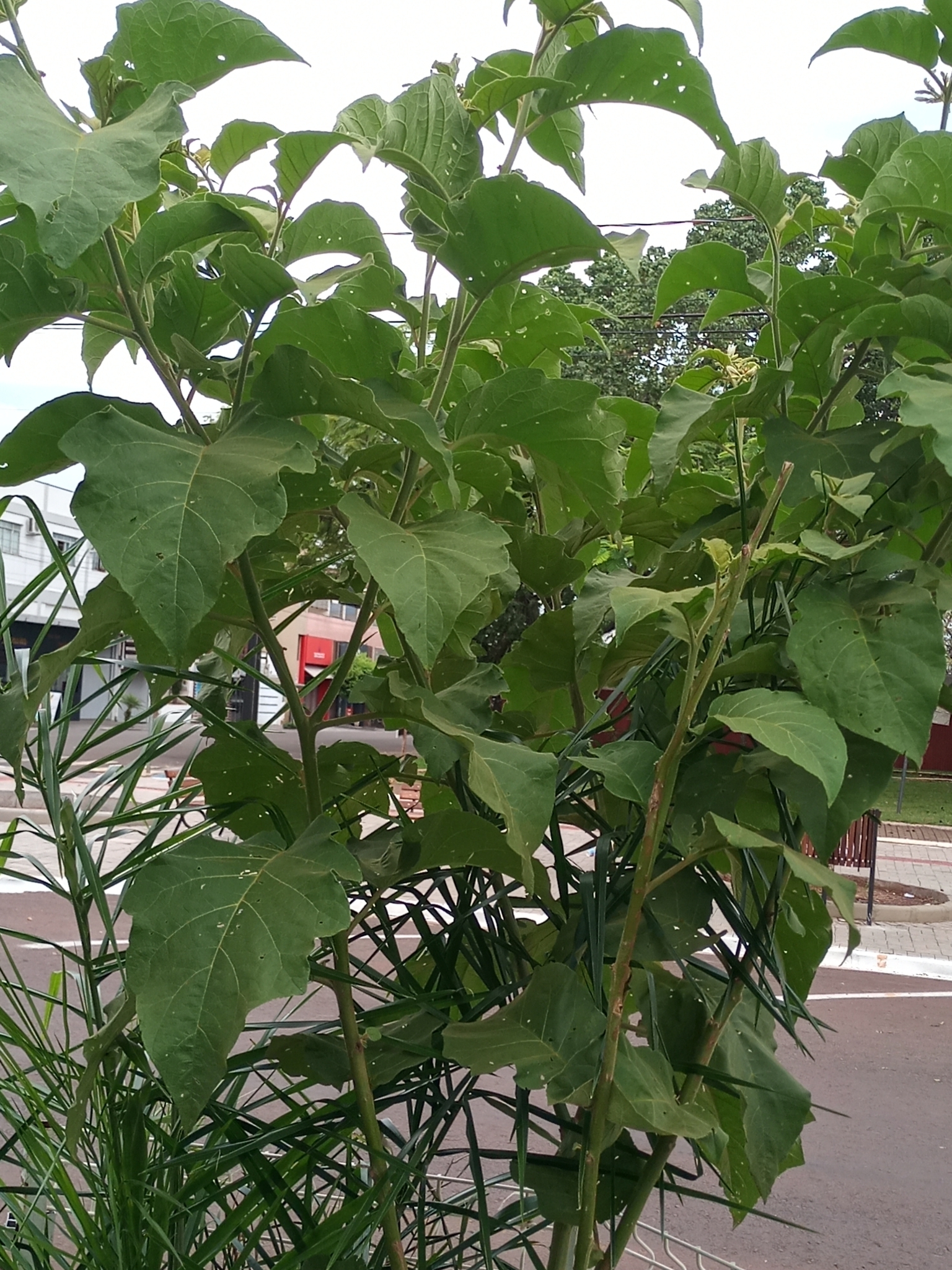 Imagem de Tomatinho-do-mato