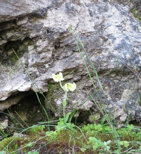 Image of Pterygodium platypetalum by (c) linkie, some rights reserved (CC BY)