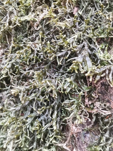 uchatka hladkoplodá (Porella arboris-vitae)