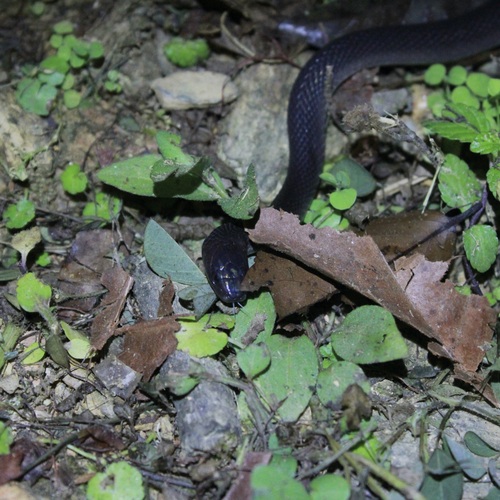 Hallowell's Coffee Snake