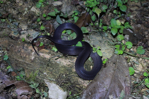 Hallowell's Coffee Snake