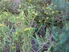 Cullumia setosa setosa